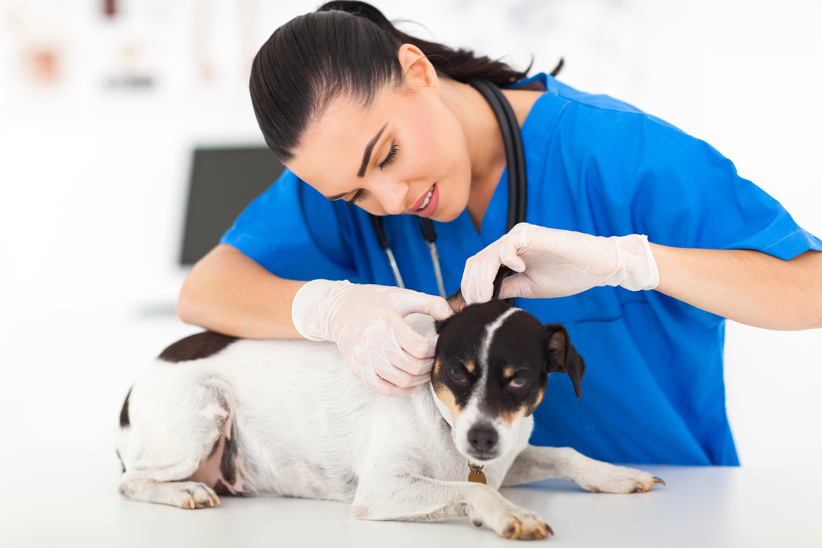 Cuanto cuesta hospitalizar a un perro